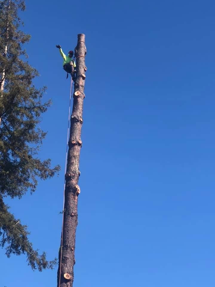 Tree trimmer atop a tall, bare tree trunk against a bright blue sky, raising a gloved hand.