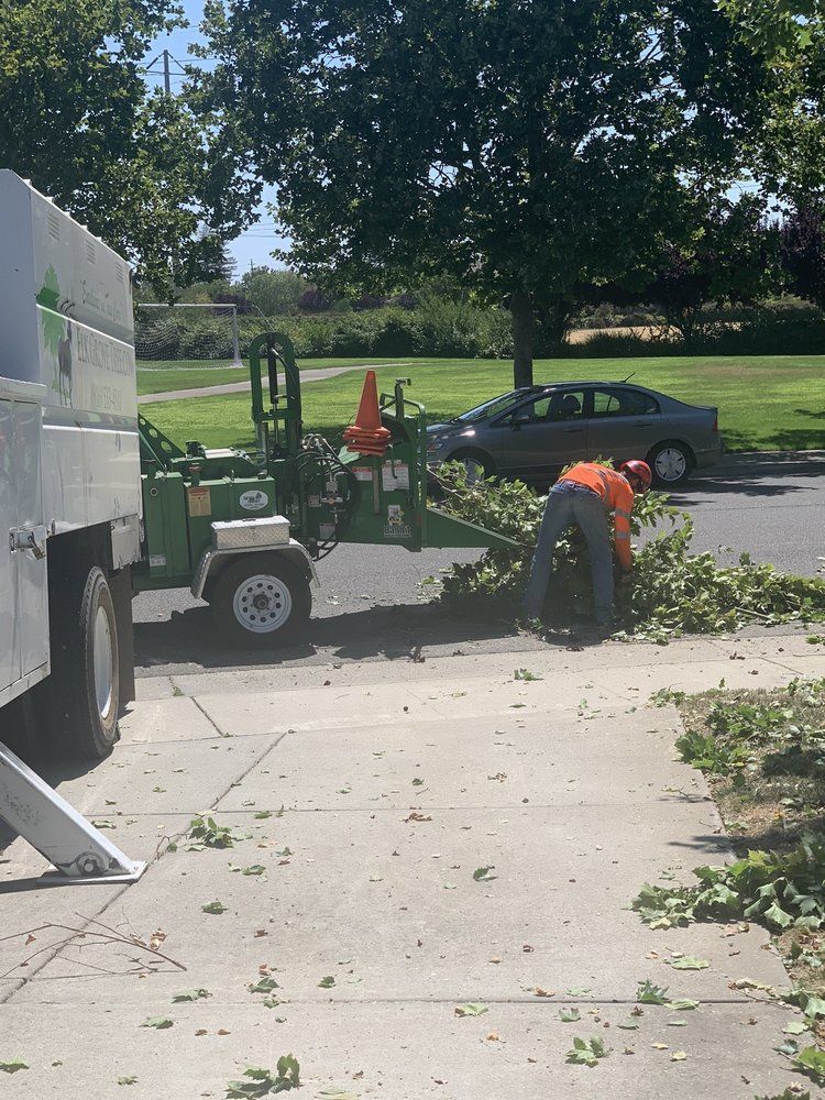 Tree trimming crew at work: A person in orange shirt feeds branches into a wood chipper on a sunny day.