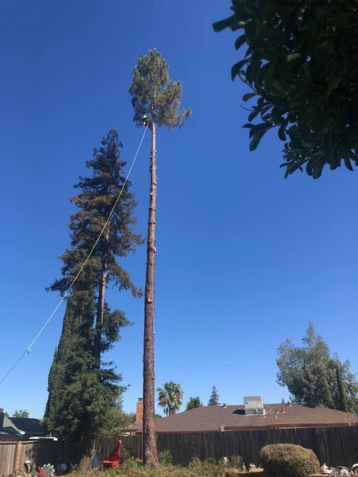 A tall tree being trimmed by a worker, with safety ropes, under a clear blue sky.