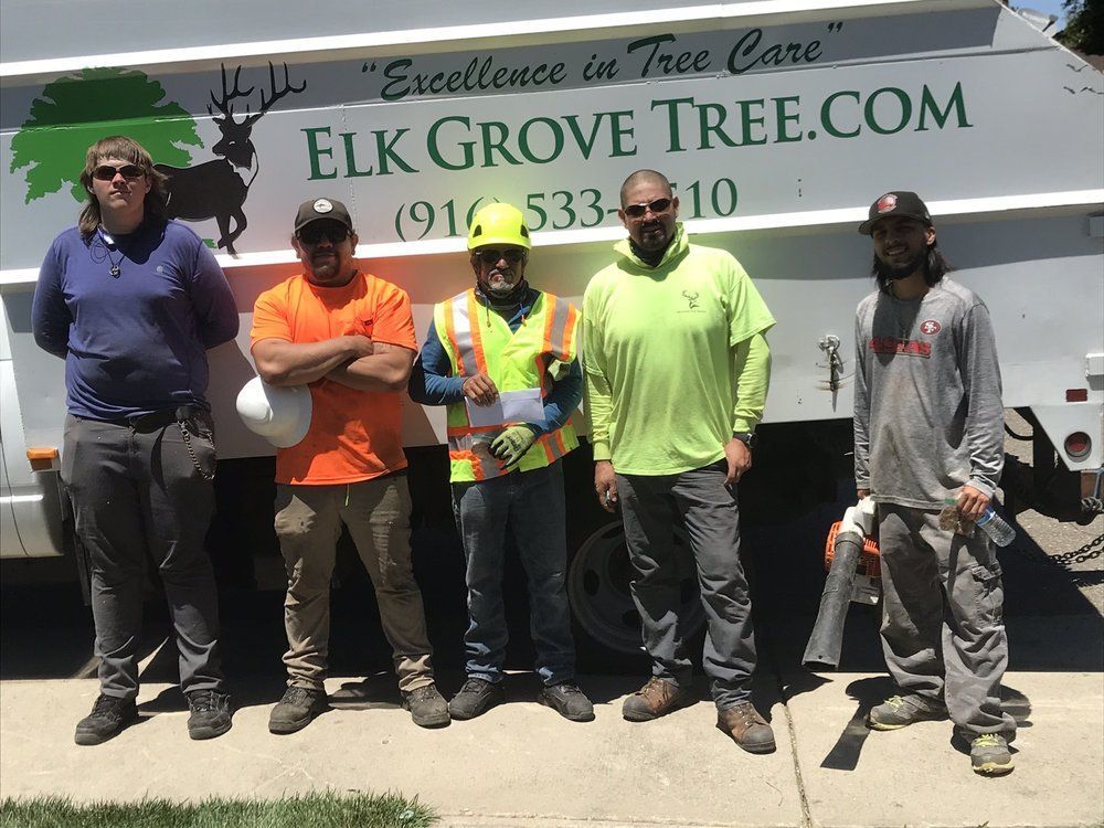 Tree removal: Arborists in safety vests cutting tall tree with ropes on a sunny day.