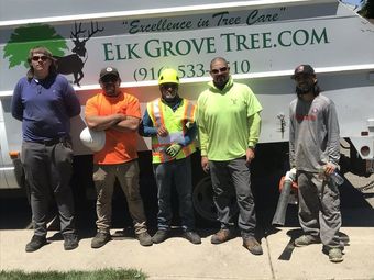 Tree removal: Arborists in safety vests cutting tall tree with ropes on a sunny day.