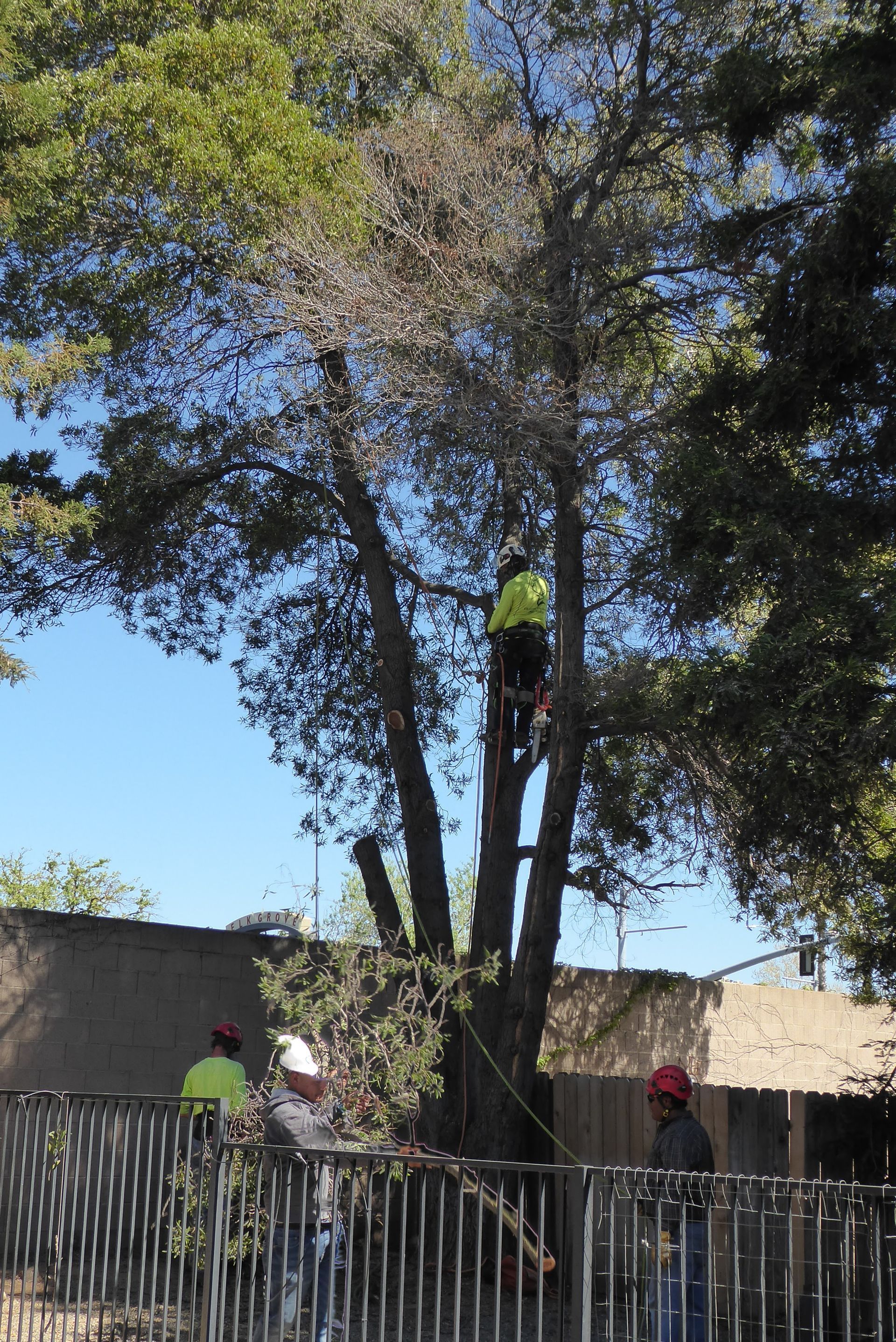 Tree trimming: Arborist in a tree with a chainsaw, two workers below, fence in foreground, sunny day.