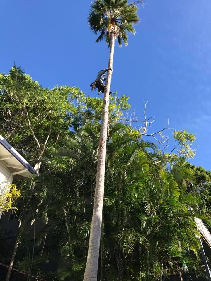 A Worker Climbing a Tall Palm Tree With a Clear Blue Sky in the Background — Chris Hackett Tree Services In Ballina, NSW