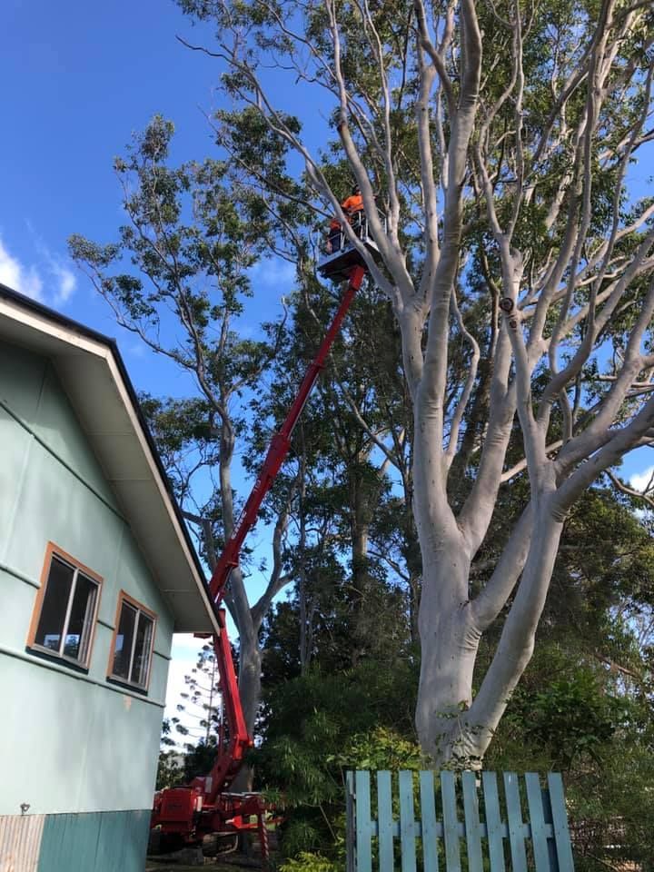 A Worker in a Bucket Lift Trimming a Tall Tree Next to a House — Chris Hackett Tree Services In Ballina, NSW