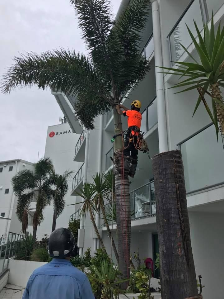 A Worker in a Helmet Trimming a Tall Palm Tree Outdoors, With a Clear Blue Sky in the Background — Chris Hackett Tree Services In Ballina, NSW