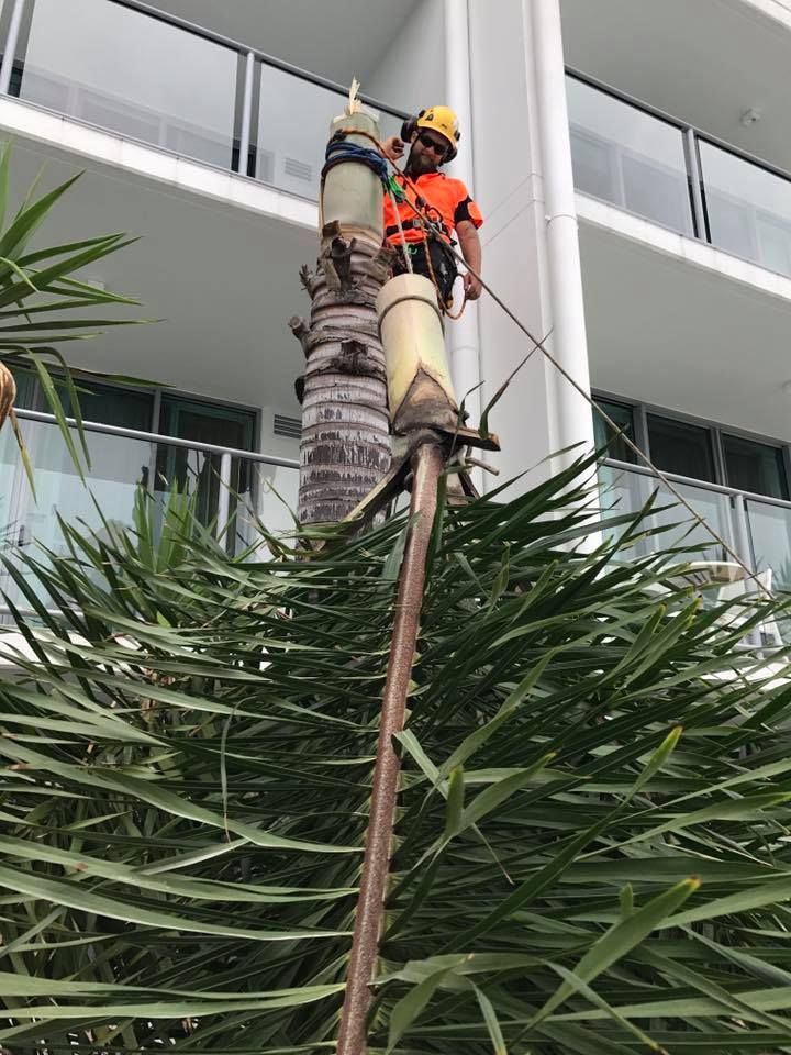 A Worker in Safety Gear is Cutting a Tall Palm Tree From a Balcony — Chris Hackett Tree Services In Ballina, NSW