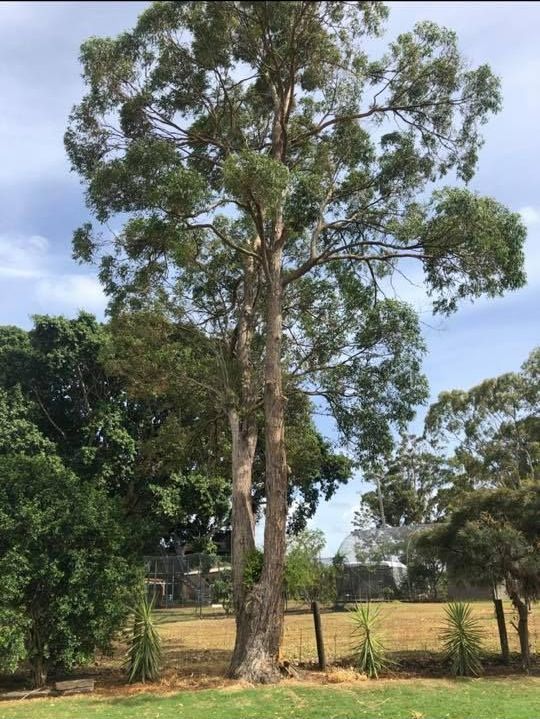 A Tall Tree With Green Leaves Standing in a Grassy Field, With a Fence and Other Trees Visible in the Background — Chris Hackett Tree Services In Ballina, NSW