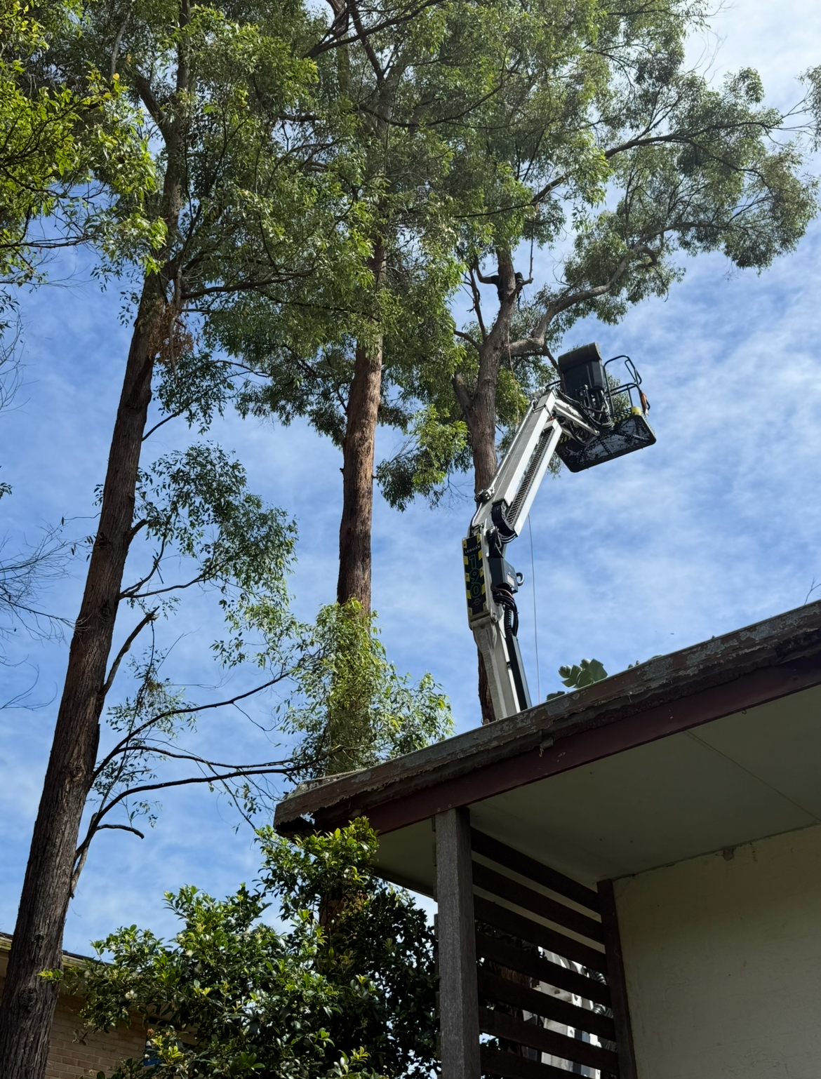 A Man Is Cutting Down A Tree With A Chainsaw  — Chris Hackett Tree Services In Ballina, NSW