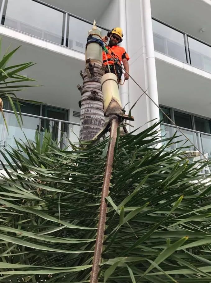 A man removing a palm tree — Chris Hackett Tree Services In Ballina, NSW