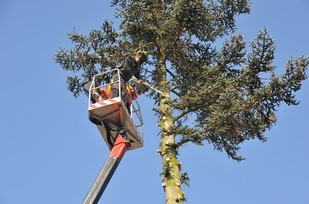 Arborist in a cherry picker trimming a tall evergreen tree under a blue sky.