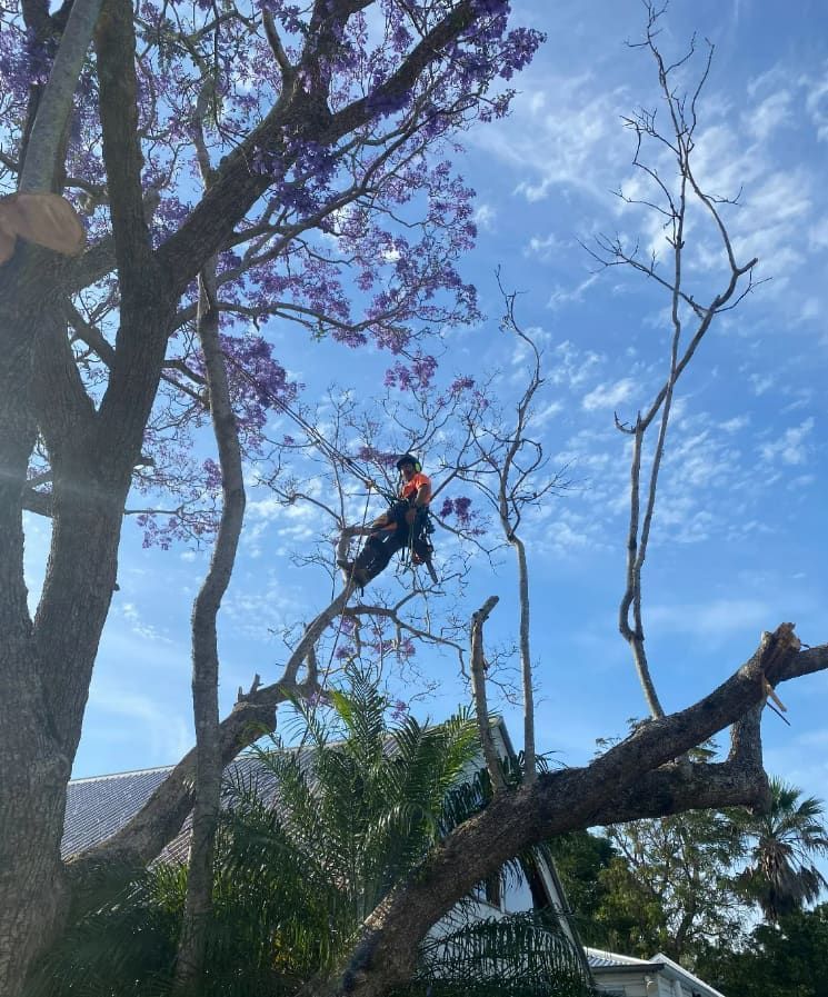 A Man Is Sitting On A Tree Branch With Purple Flowers — Chris Hackett Tree Services In Alstonville, NSW