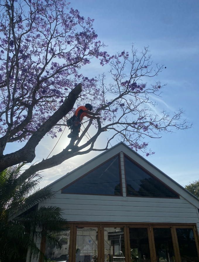 A Man Is Climbing A Tree In Front Of A House — Chris Hackett Tree Services In Alstonville, NSW