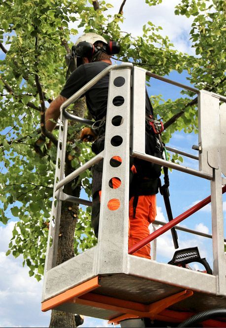A Man Is Standing In A Bucket Cutting A Tree — Chris Hackett Tree Services In Lennox Head, NSW