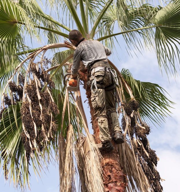 A Man Is Cleaning A Palm — Chris Hackett Tree Services In Ballina, NSW