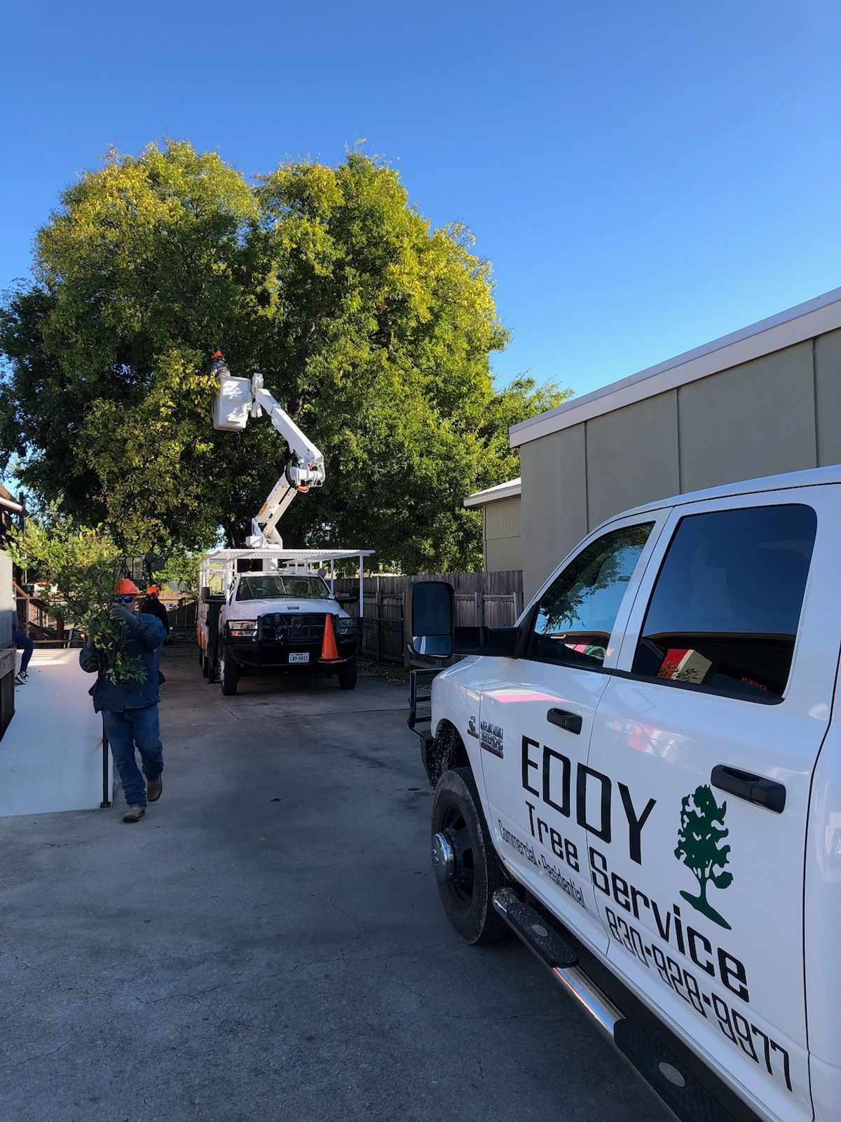 Eddy Tree Service Trimming Tree