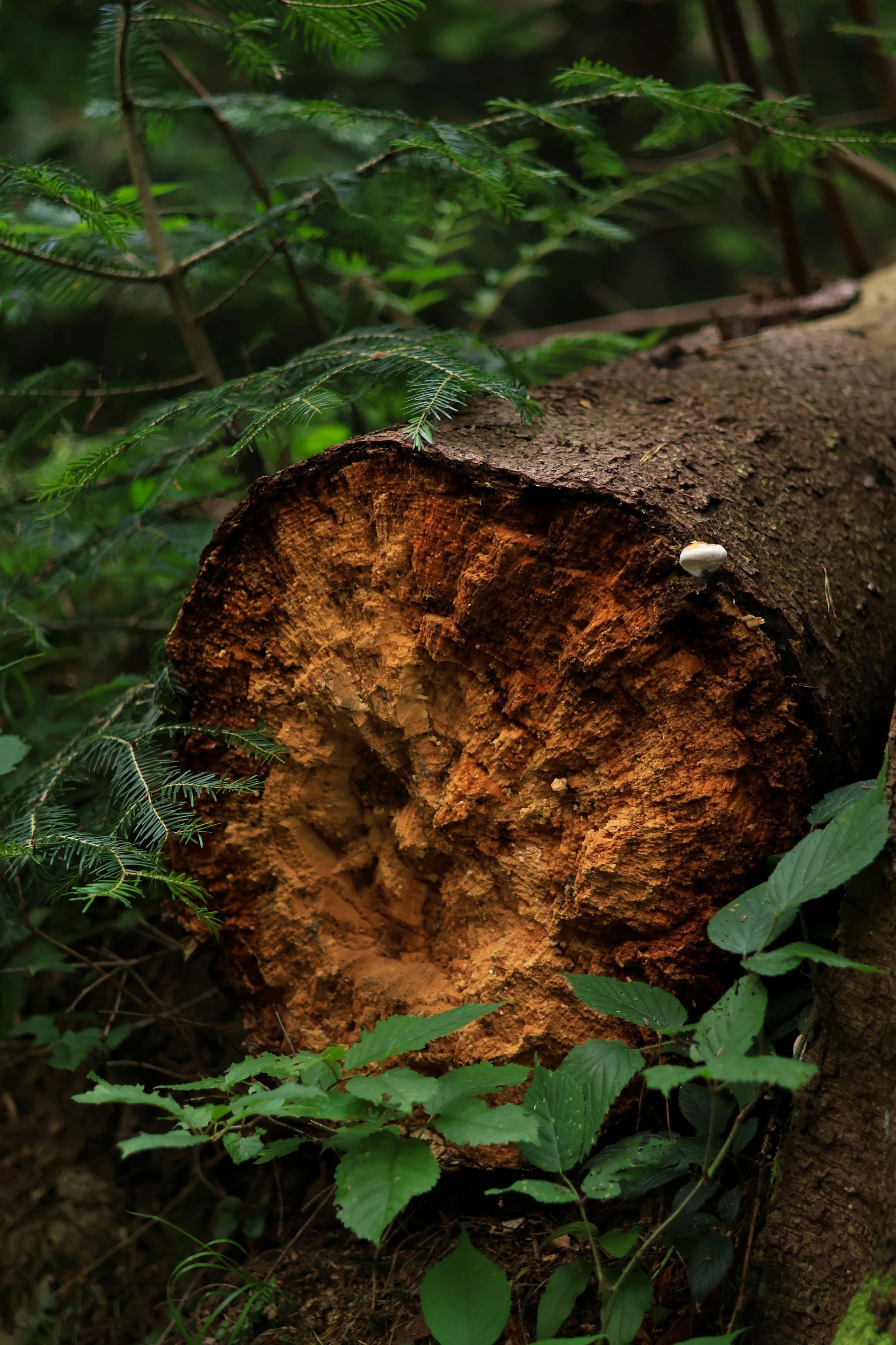 Rotten Log