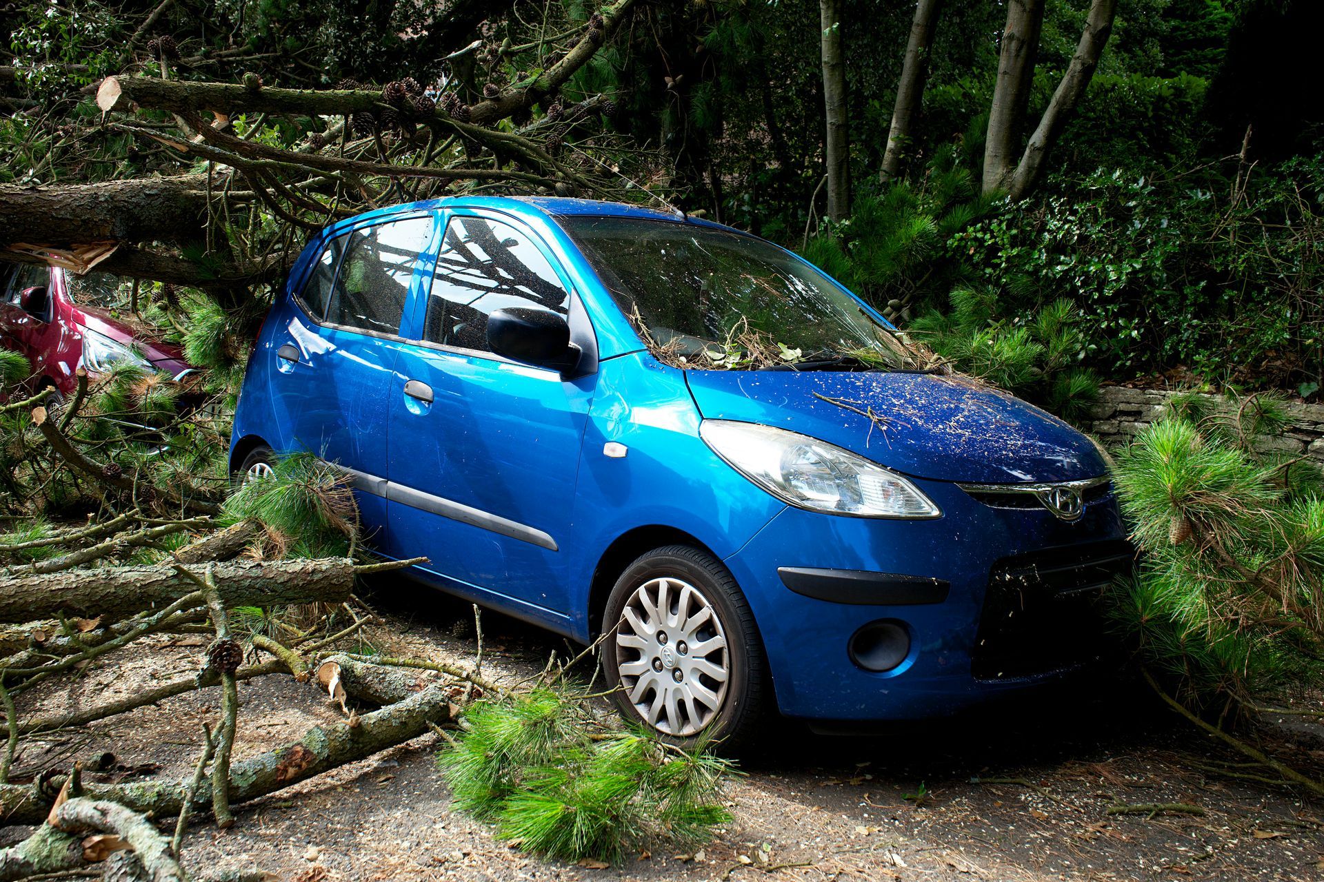 Tree Fallen On Car