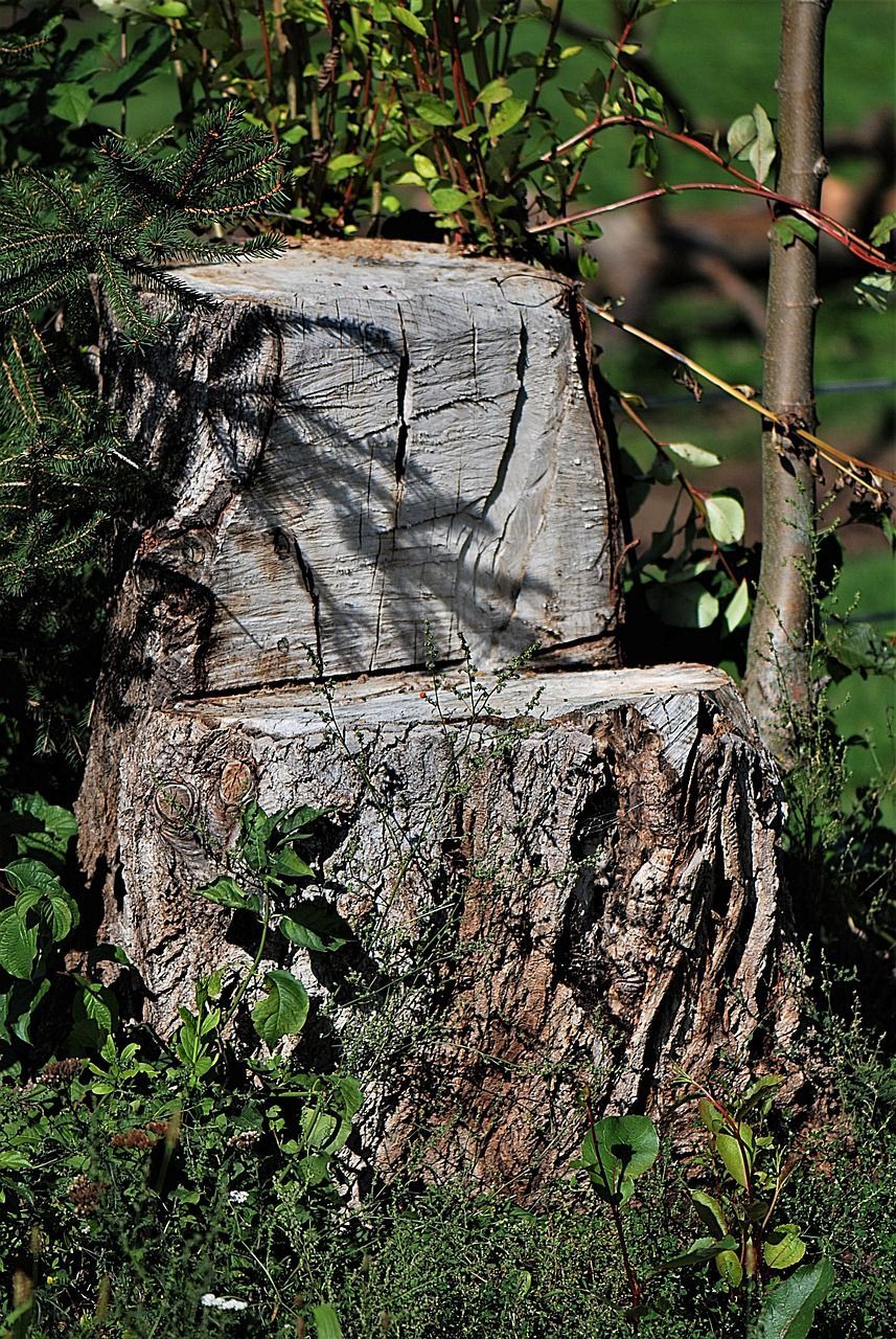 A tree stump is sitting in the grass next to a bush.