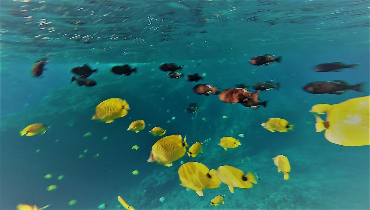 Fishes — Wailuku, HI — Maui Reef Adventures