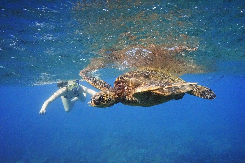 Swimming with Turtle — Wailuku, HI — Maui Reef Adventures