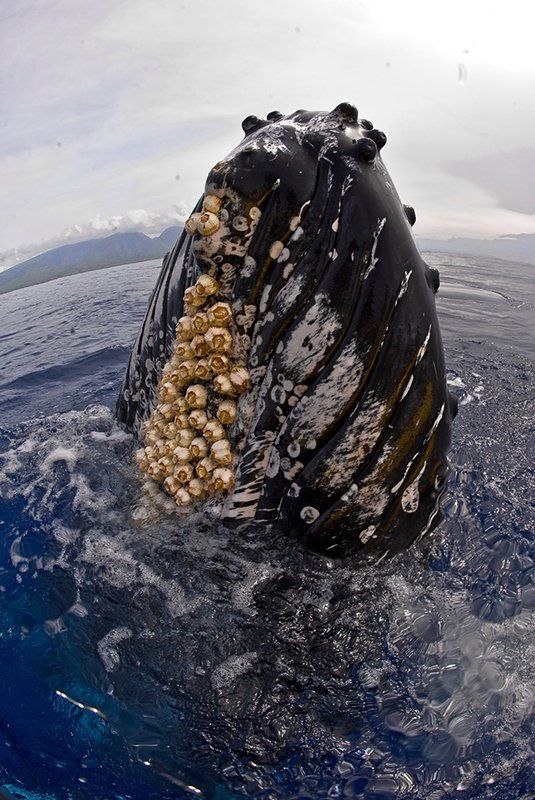 Whale Surfacing — Wailuku, HI — Maui Reef Adventures