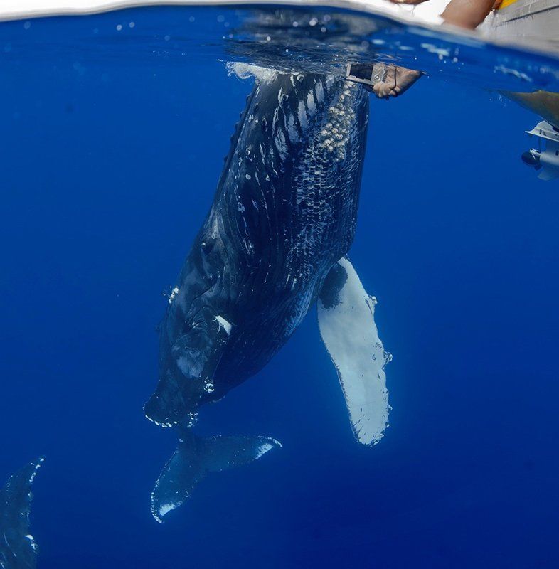 Whale Show — Wailuku, HI — Maui Reef Adventures
