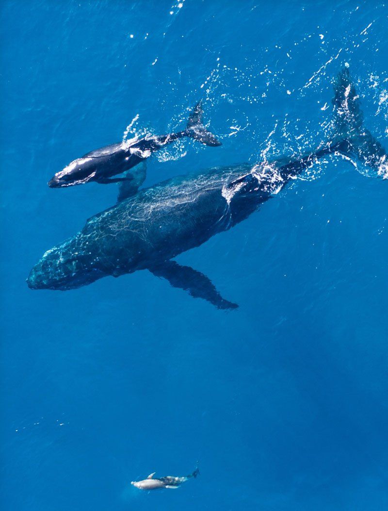 Whale Watching — Wailuku, HI — Maui Reef Adventures