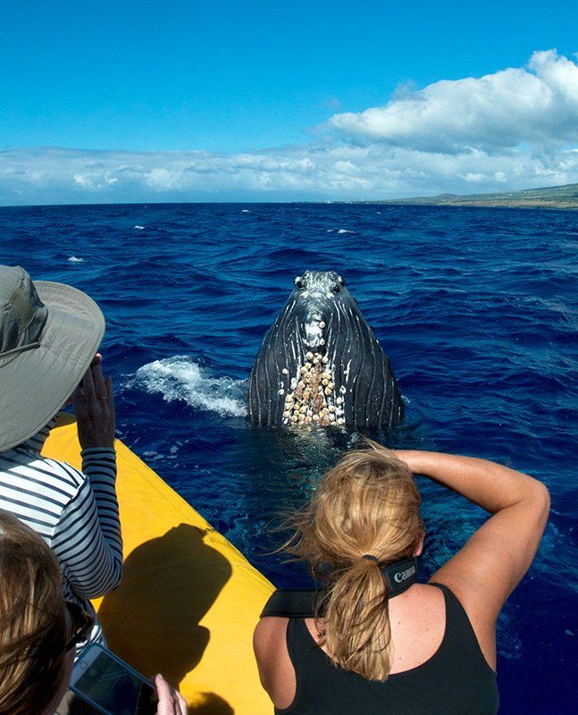 Whale — Wailuku, HI — Maui Reef Adventures