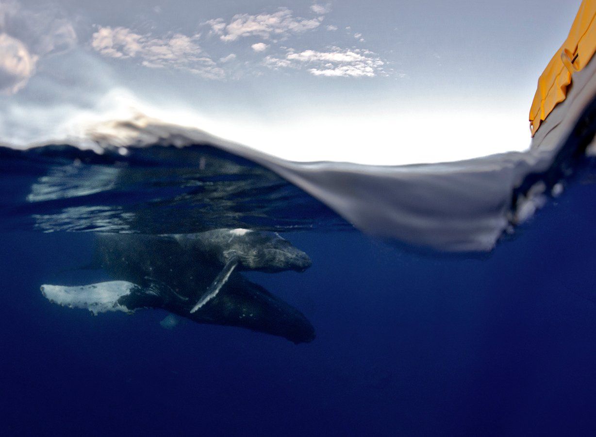 Two Whales — Wailuku, HI — Maui Reef Adventures