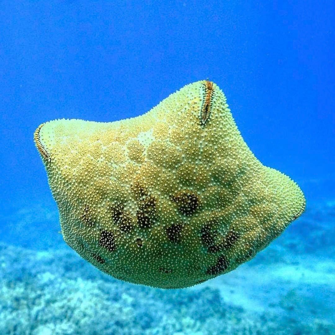 Coral — Wailuku, HI — Maui Reef Adventures