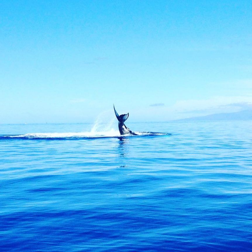 Whale Tail — Wailuku, HI — Maui Reef Adventures