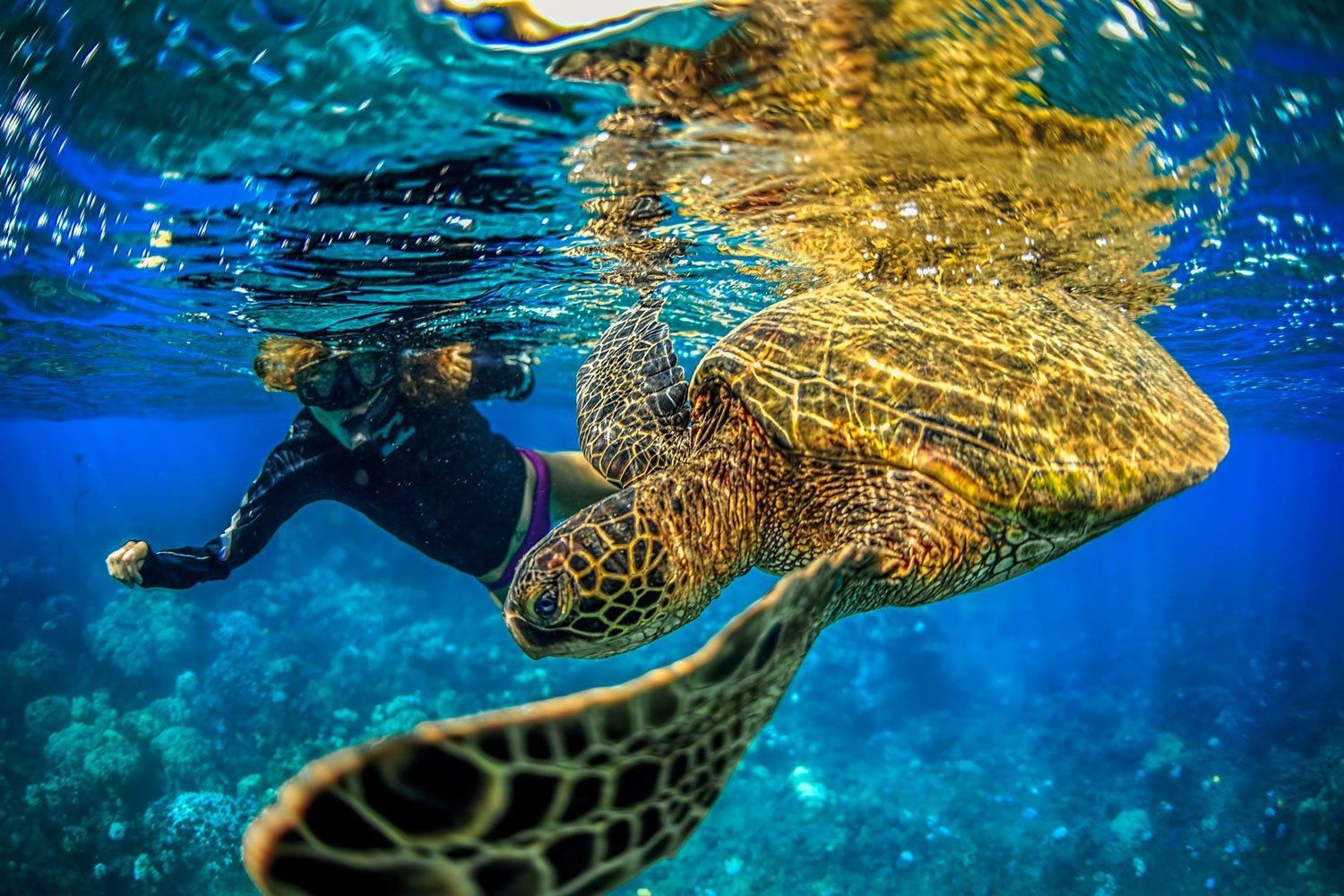 Turtle — Wailuku, HI — Maui Reef Adventures