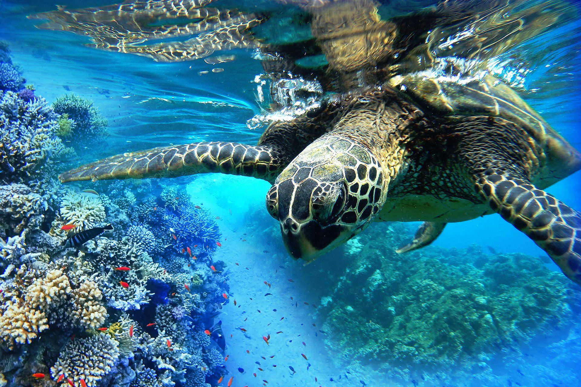 Fishes and Turtle — Wailuku, HI — Maui Reef Adventures Fishes and Turtle — Wailuku, HI — Maui Reef Adventures