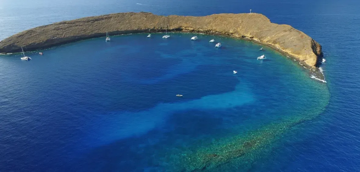 Sea — Wailuku, HI — Maui Reef Adventures Sea — Wailuku, HI — Maui Reef Adventures