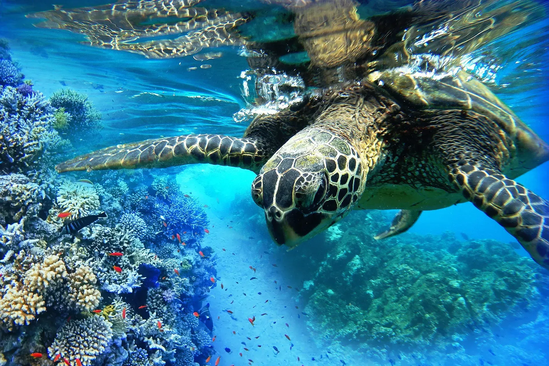 Fishes and Turtle — Wailuku, HI — Maui Reef Adventures Fishes and Turtle — Wailuku, HI — Maui Reef Adventures