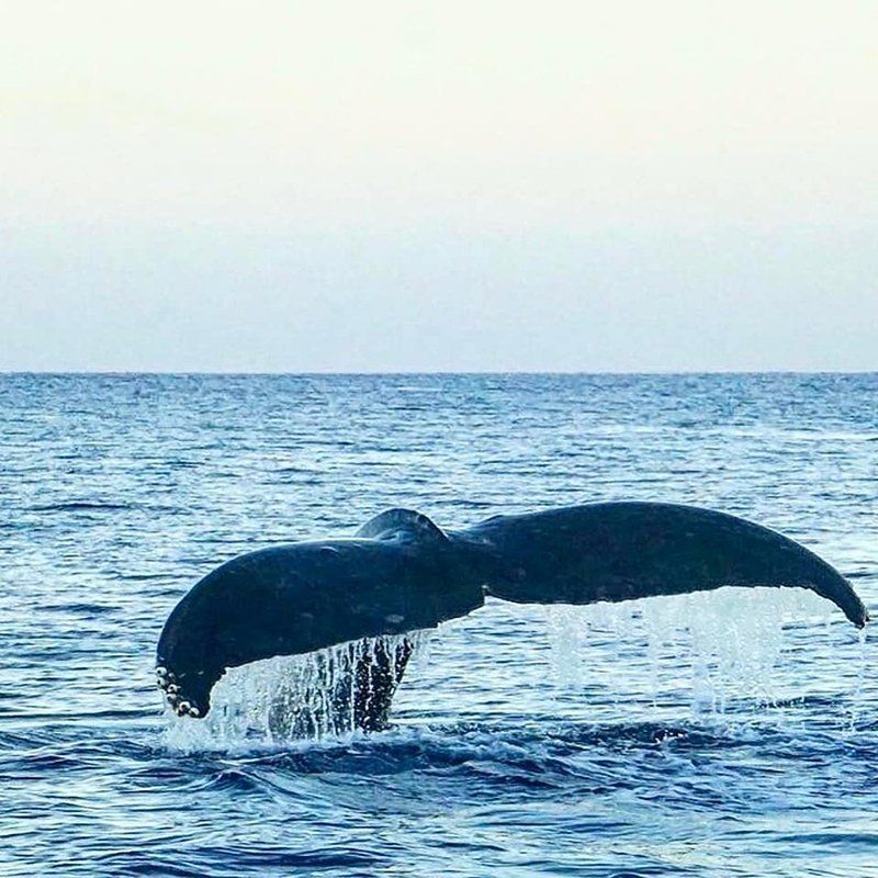 Close Up View of Whale Tail — Wailuku, HI — Maui Reef Adventures