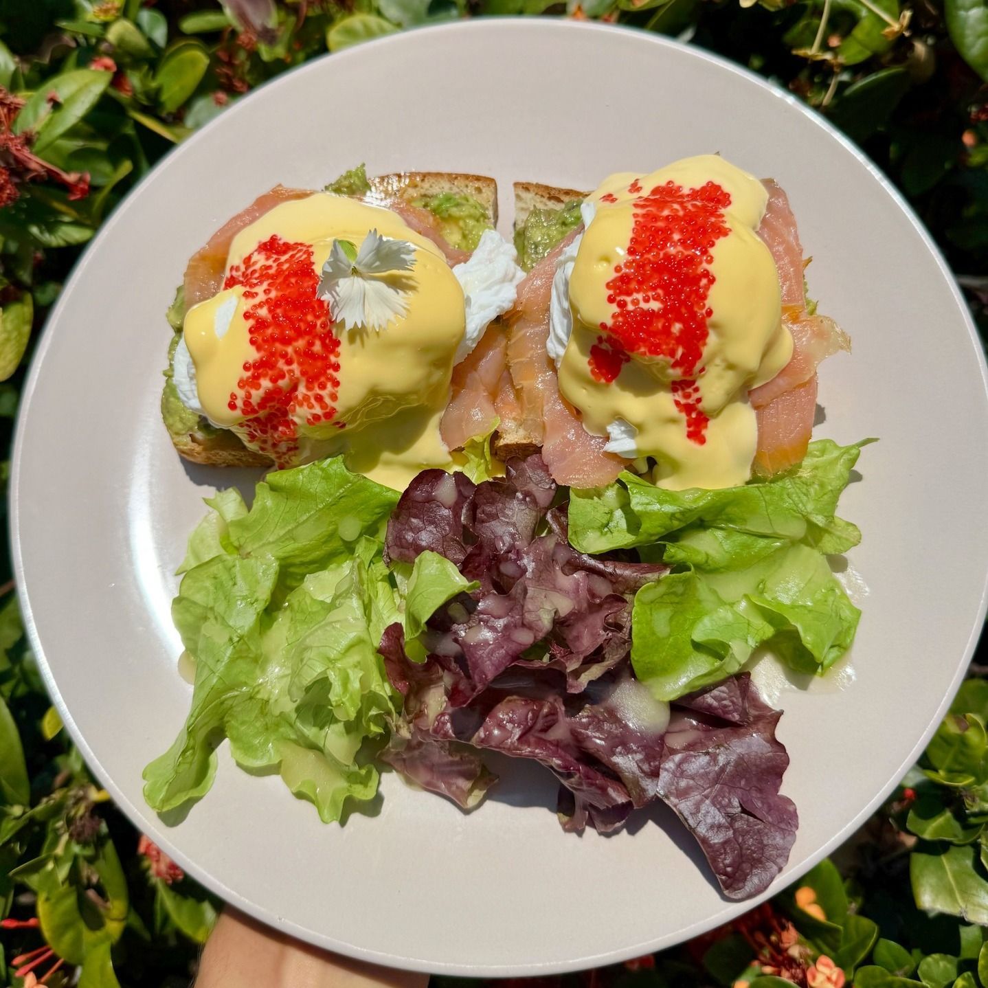 Eggs Benedict With Salmon, Avocado, and Roe on a Plate With Greens — Relax in Paradise in Yeppoon, QLD