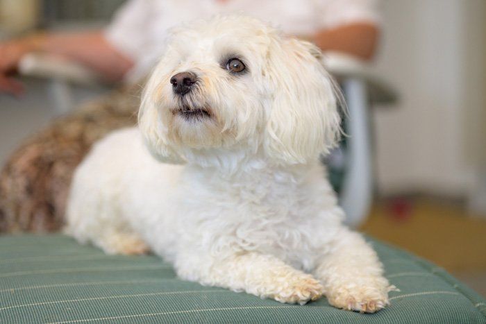 Havanese Dog — Morris, IL — Morris Veterinary Hospital, PC