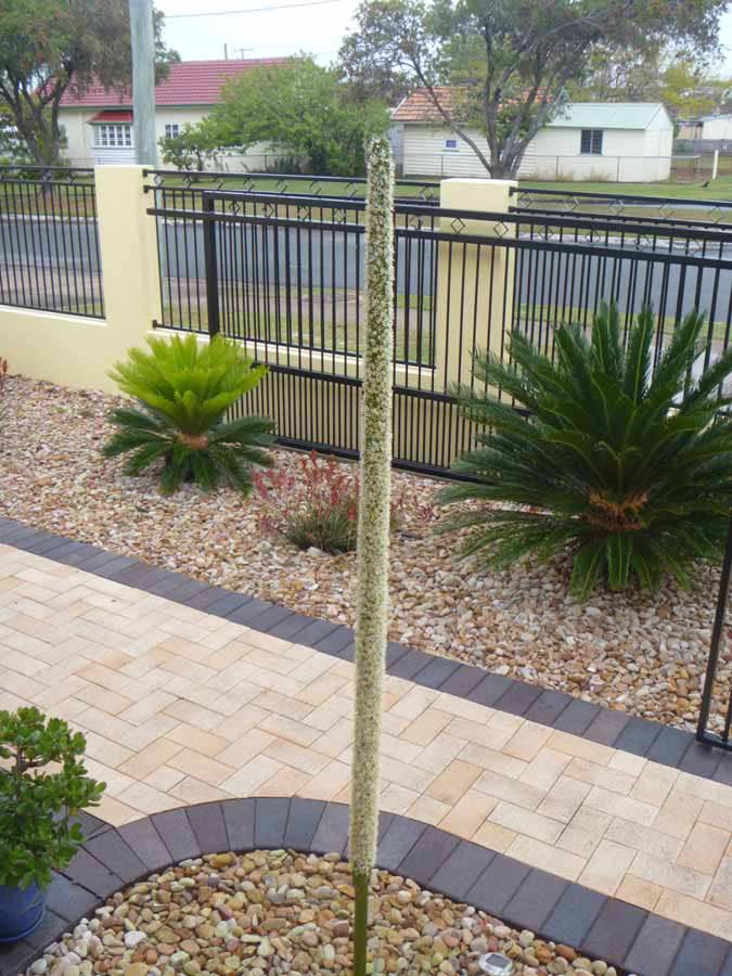 dark brick garden path