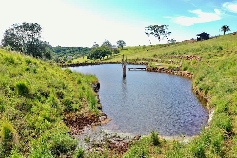 A Small Pond In The Middle Of A Grassy Field — J & M Bashforth & Sons In Brunswick Heads, NSW