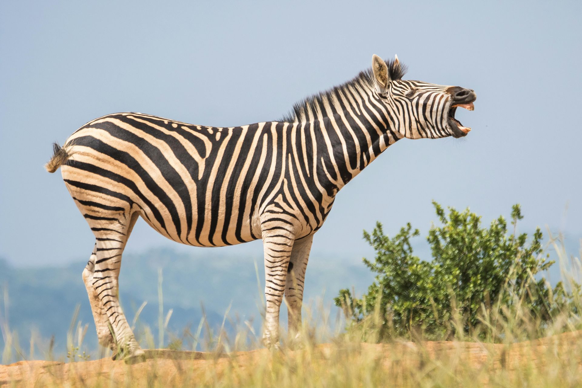 A zebra is standing in the grass with its mouth open.