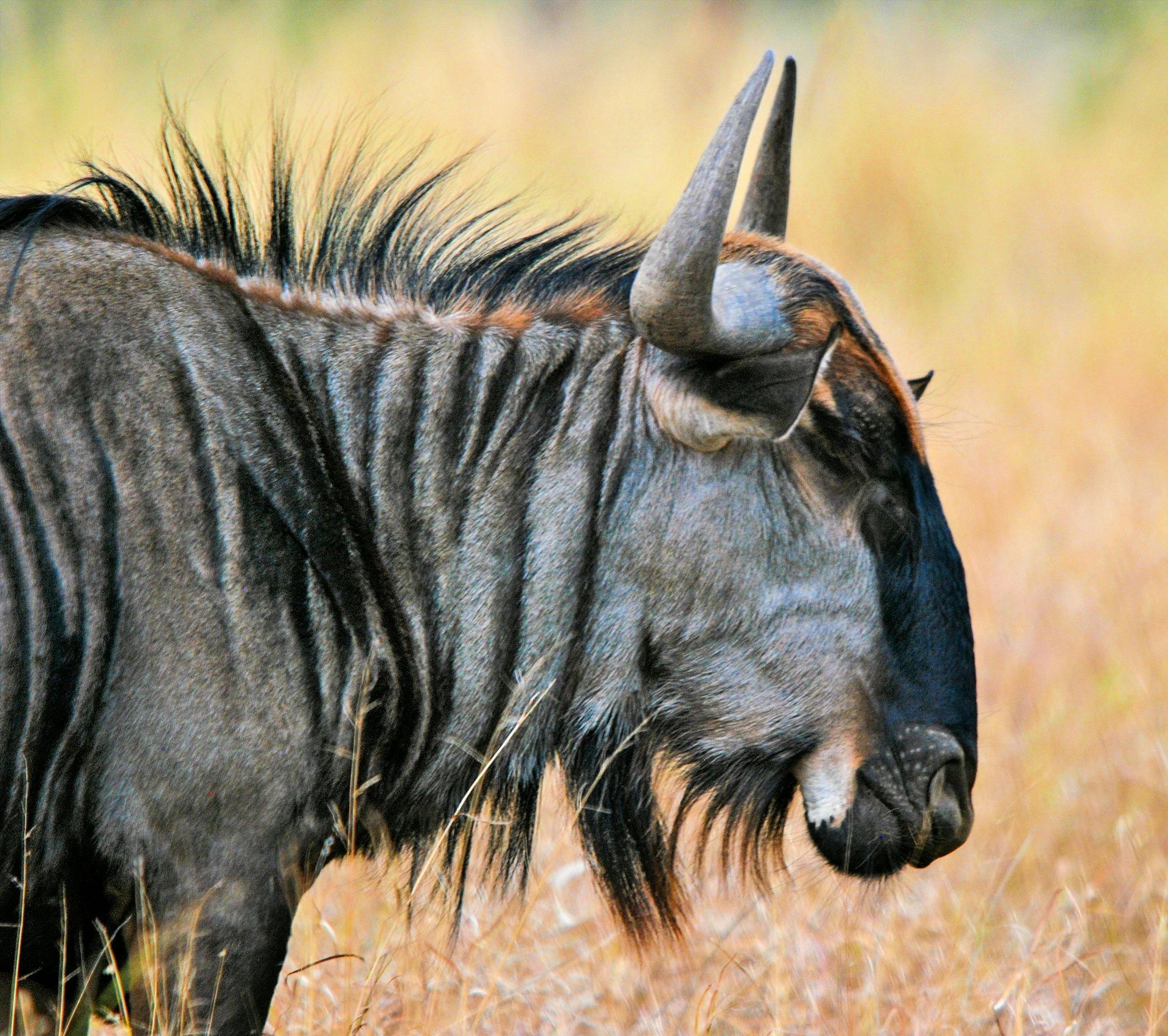 A close up of a wildebeest standing in the grass