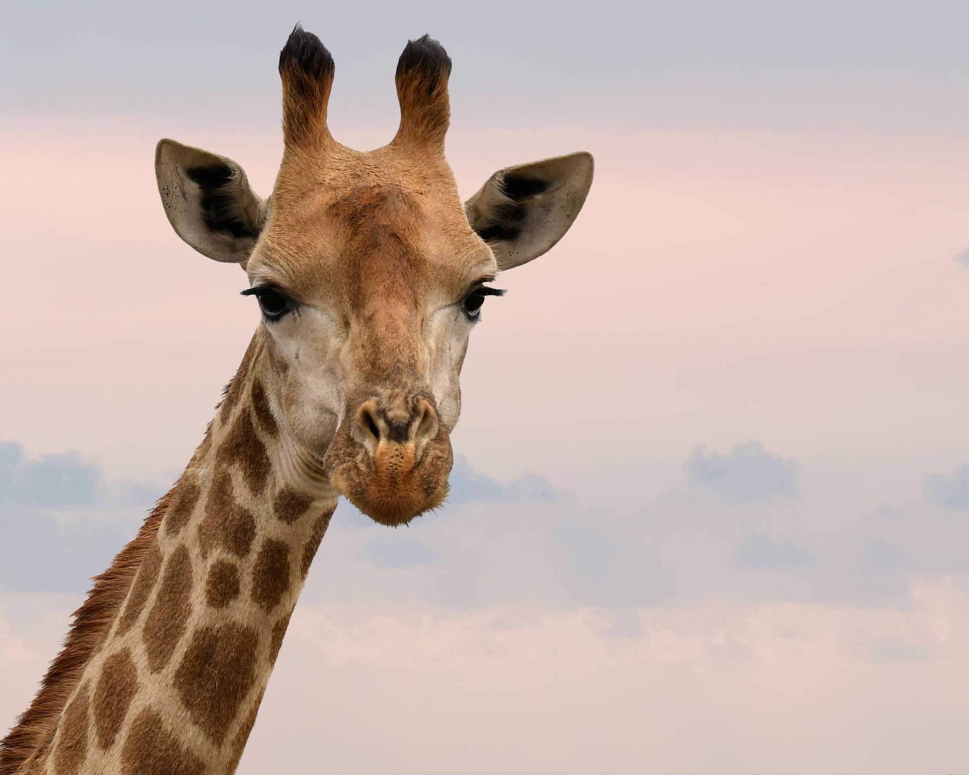 A giraffe looking at the camera with a cloudy sky in the background