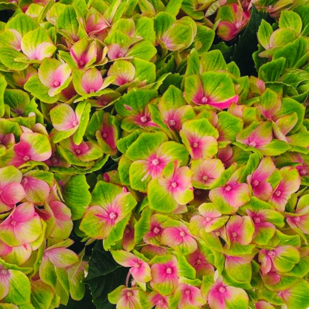 Een bosje roze en groene bloemen met groene bladeren
