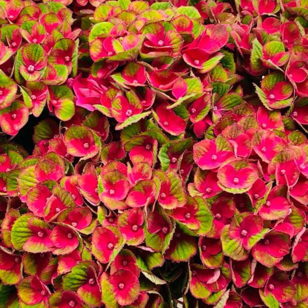 Een bos rode en groene bloemen met groene bladeren