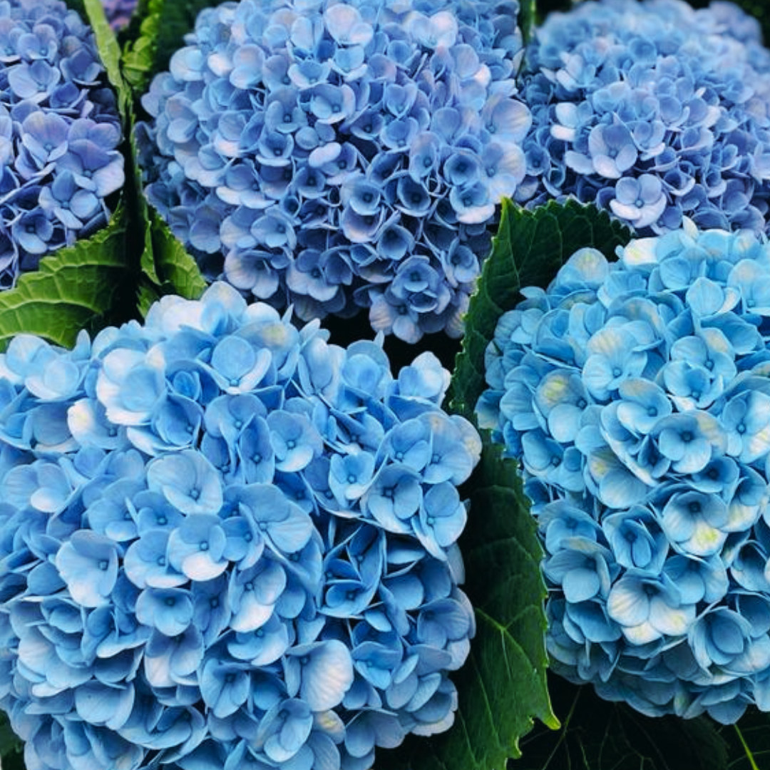 Een bosje blauwe hortensiabloemen met groene bladeren