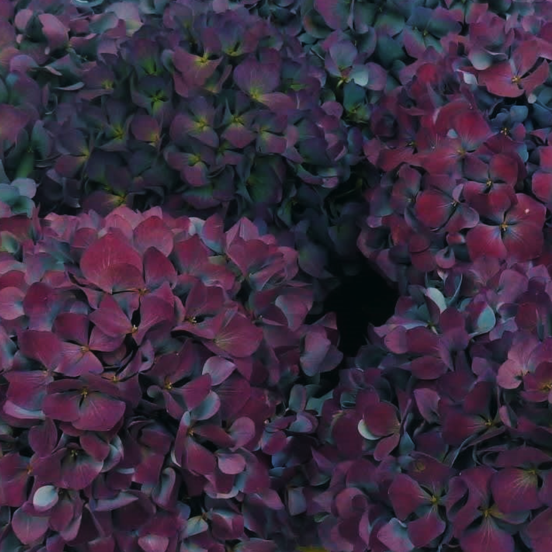 Een bos paarse bloemen met groene bladeren