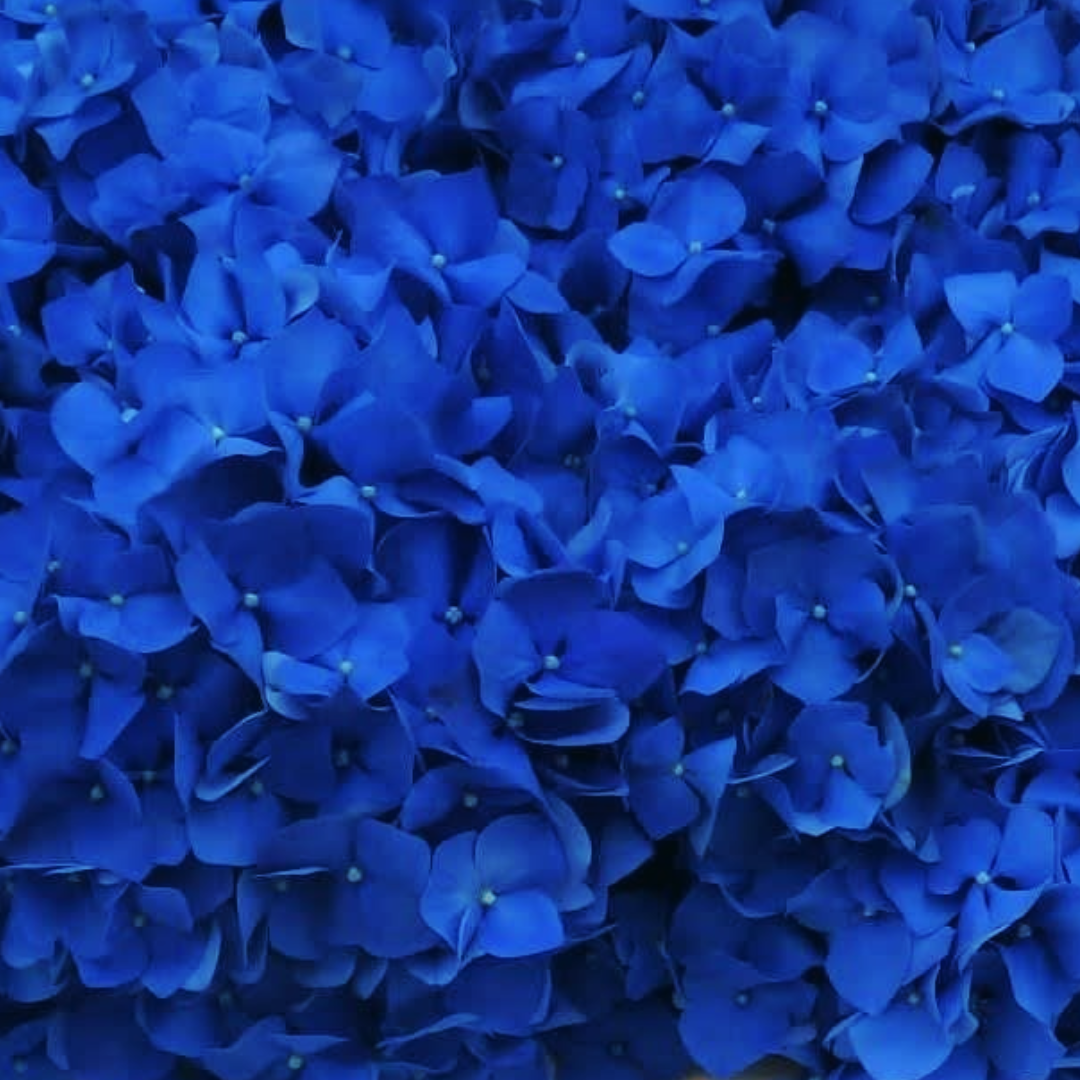 Een bos blauwe bloemen met gele hartjes