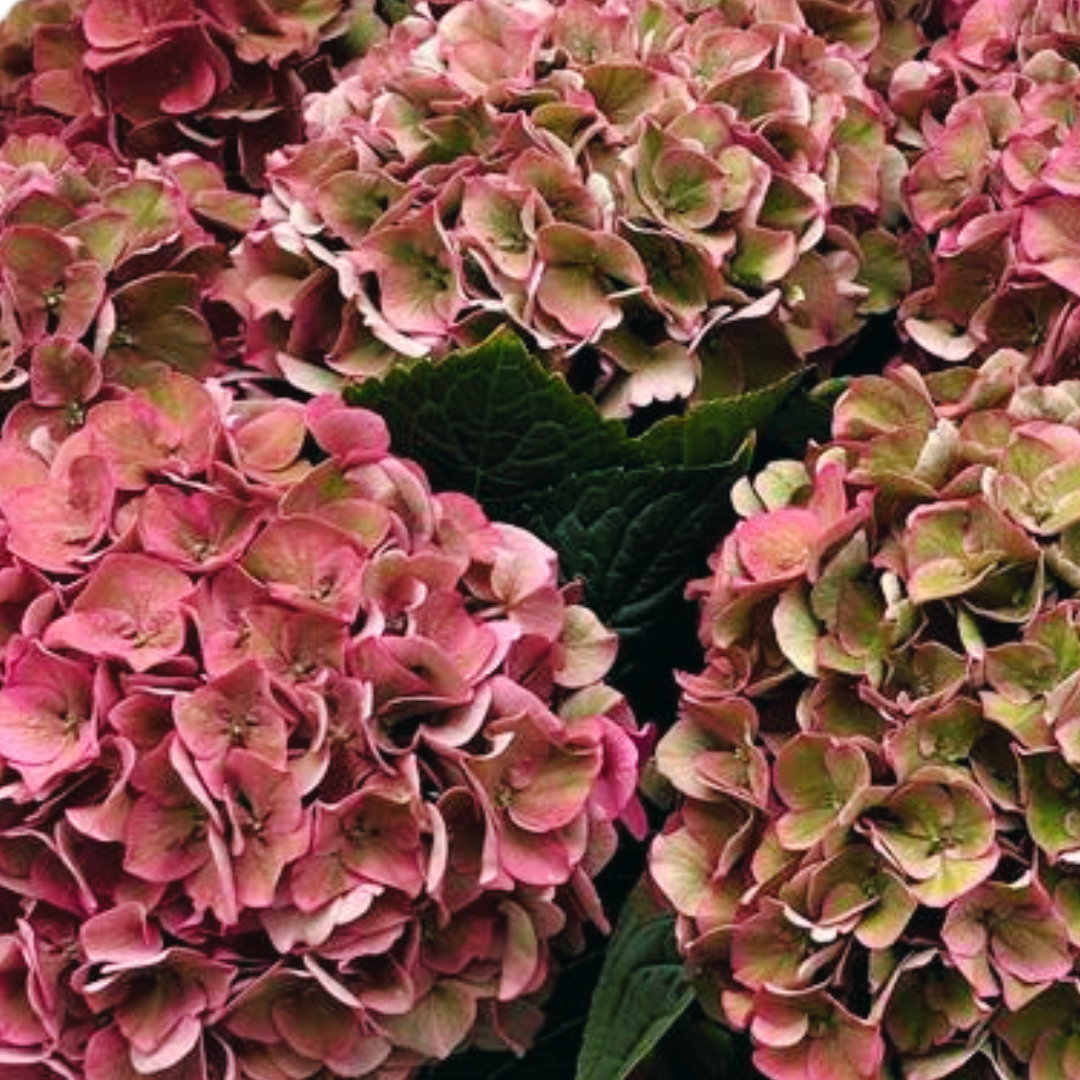Een bosje roze en groene bloemen met groene bladeren