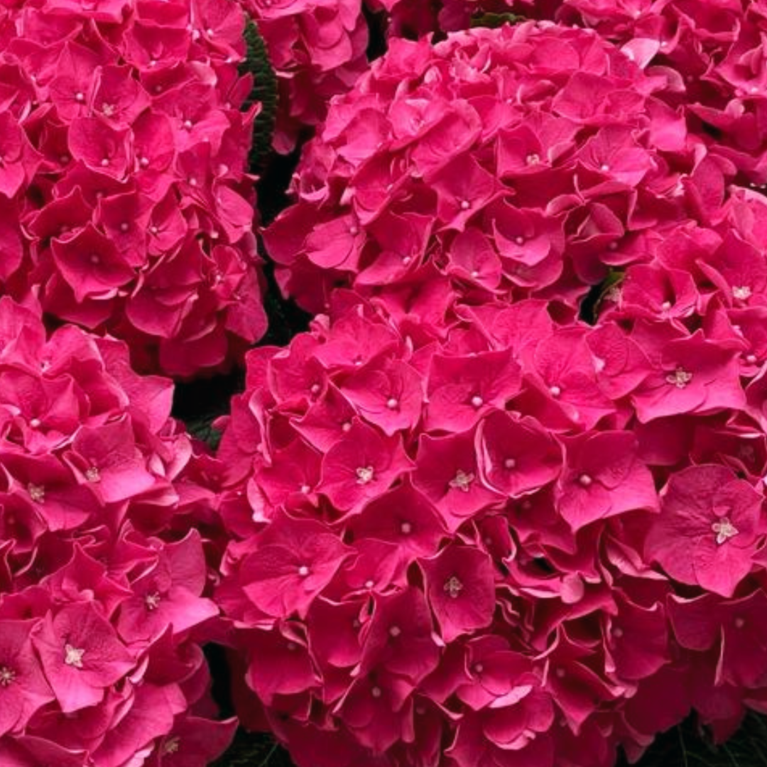Een close-up van een bos roze bloemen